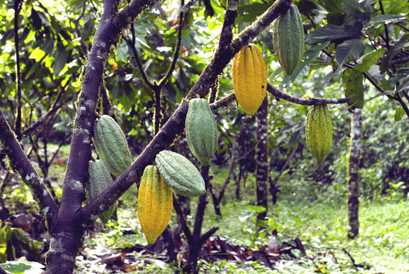 Cacao on Trees